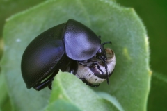 Ablattaria laevigata