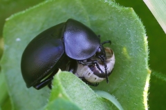 Ablattaria laevigata