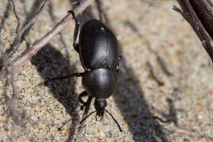 Ablattaria laevigata