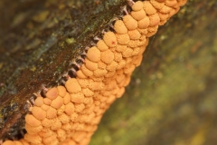 Heterotrichia ferruginea