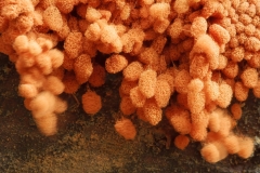 Heterotrichia ferruginea