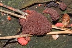 Tubifera ferruginosa