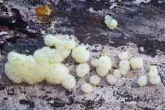 Ceratiomyxa porioides