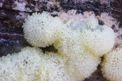 Ceratiomyxa porioides