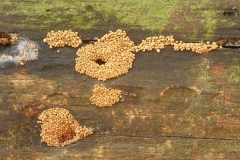Cribraria argillacea