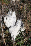 Didymium spongiosum