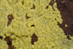 Ceratiomyxa porioides