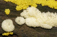 Ceratiomyxa porioides