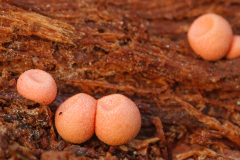 Lycogala epidendrum