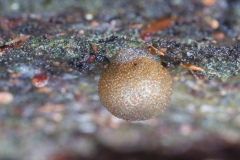 Lycogala sp