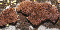 Tubifera sp