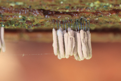 Stemonitis sp