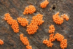 Hemitrichia sp
