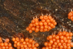 Hemitrichia sp