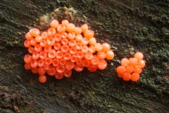 Hemitrichia sp