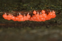 Hemitrichia sp