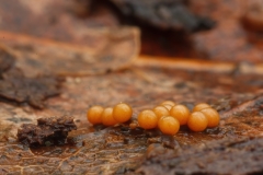 Trichia sp
