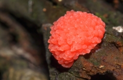 Tubifera ferruginosa