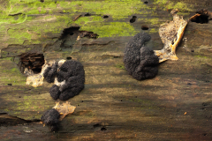 Tubifera ferruginosa