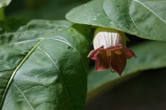 Atropa belladonna