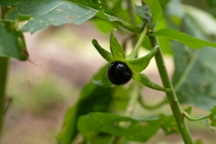 Atropa belladonna