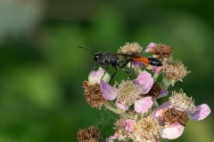 Ammophila sabulosa