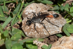 Ammophila sp