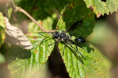 Isodontia mexicana