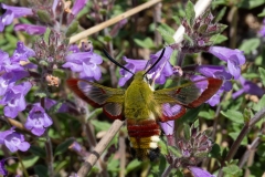 Hemaris fuciformis