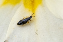 Eusphalerum sp