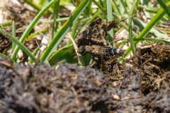 Leistotrophus murinus