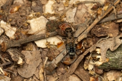 Leistotrophus murinus