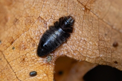 Staphylinidae