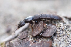 Ocypus nitens
