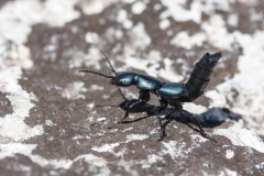 Ocypus ophthalmicus