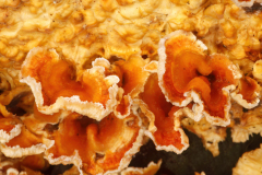 Stereum gausapatum