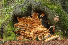 Stereum gausapatum