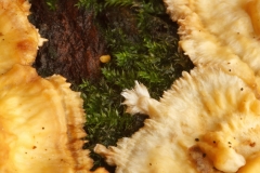 Stereum gausapatum