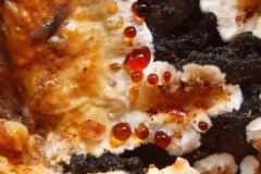 Stereum gausapatum