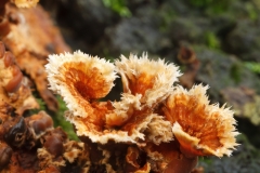 Stereum gausapatum