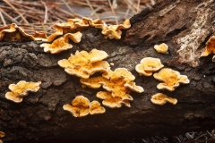 Stereum hirsutum