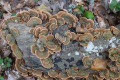 Stereum sp