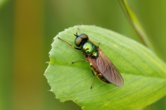 Chloromyia formosa