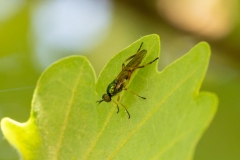 Chorisops sp