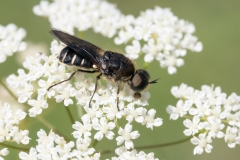 Lasiopa sp
