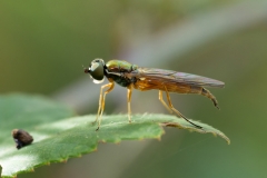 Sargus bipunctatus