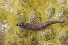 Stratiomyidae