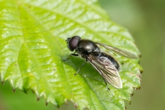 Cheilosia sp