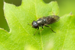Cheilosia sp