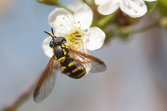 Chrysotoxum intermedium